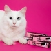 VZ - Delineador preto - cat lovers - Vizzela
