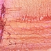 Océane Blush Me Call Me - Blush 4,8g - LARANJA